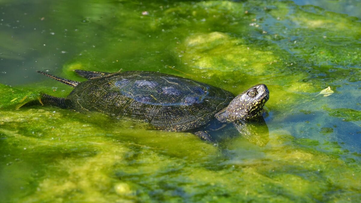 korytnačka močiarna (Emys orbicularis)