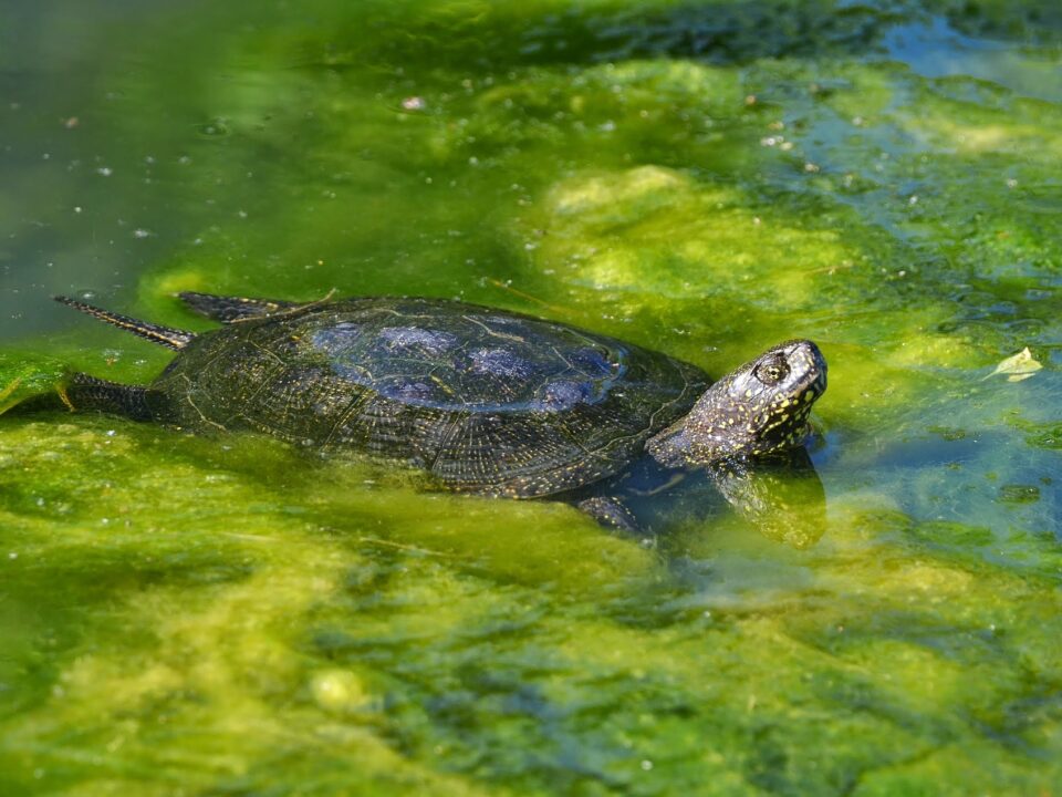 korytnačka močiarna (Emys orbicularis)