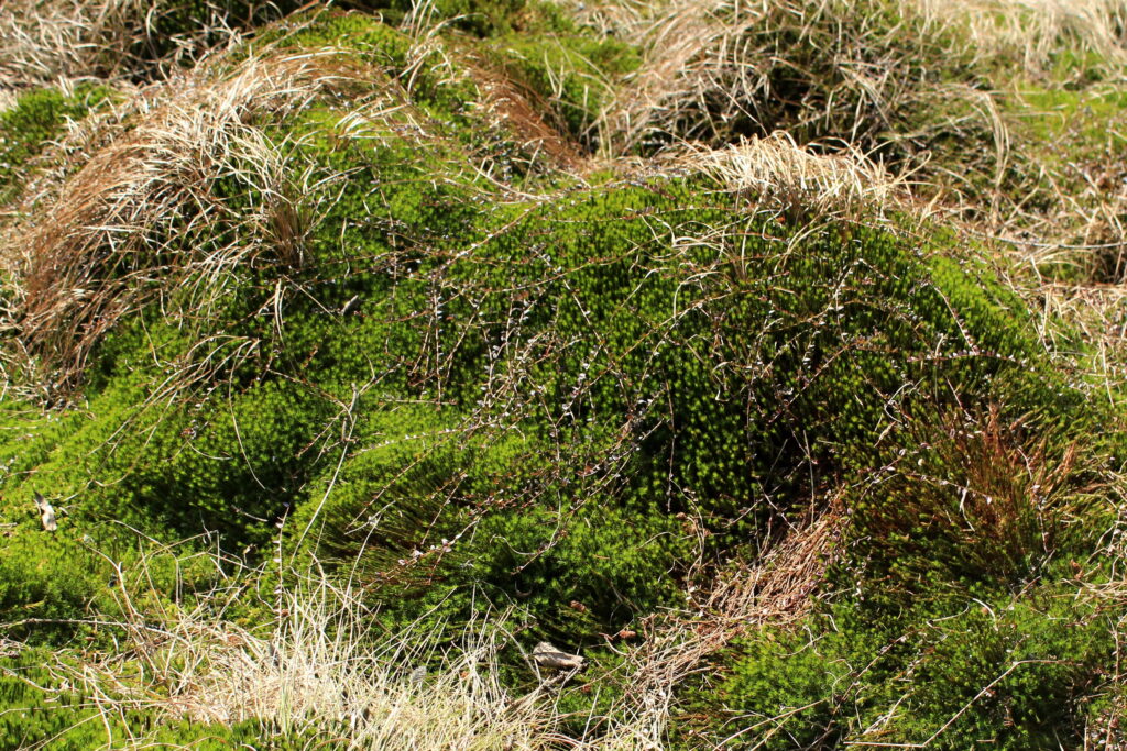 Vrchovisko je najohrozenejším typom rašeliniska