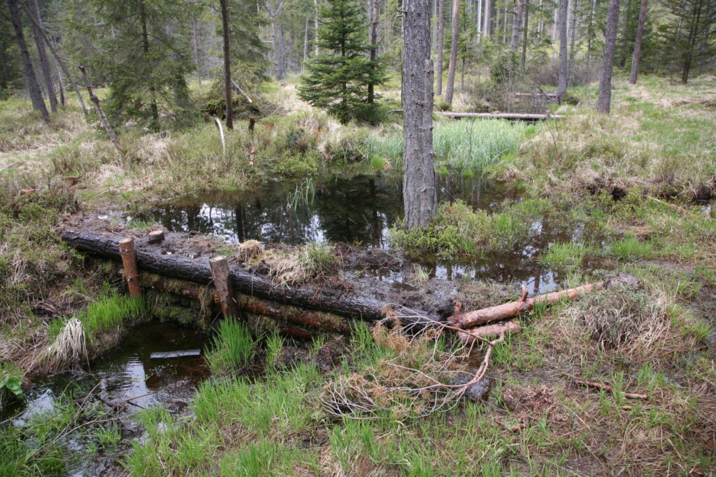 Obnova vodného režimu na rašelinisku Tisovnica