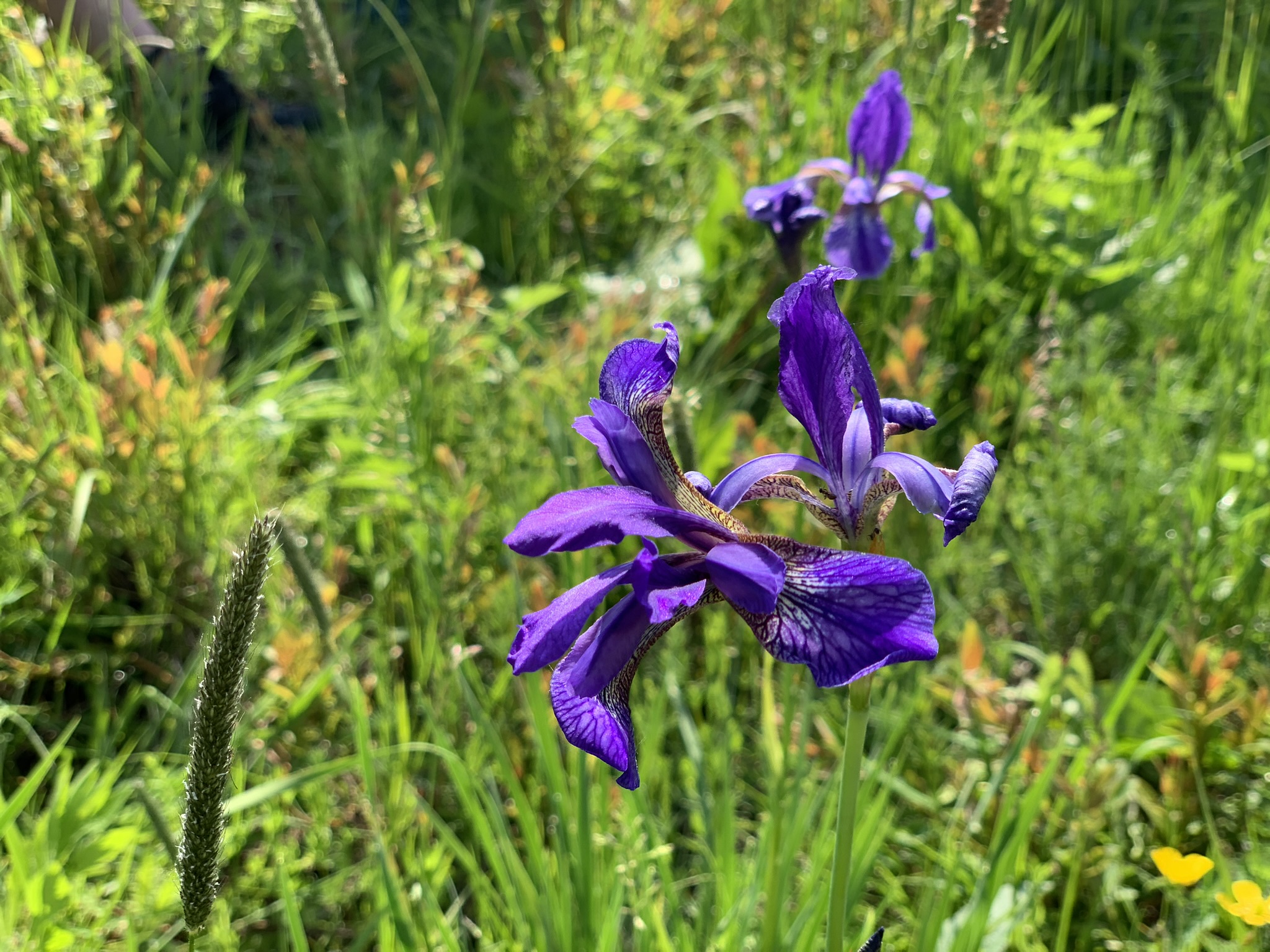 Kosatec trávolistý (Iris graminea )