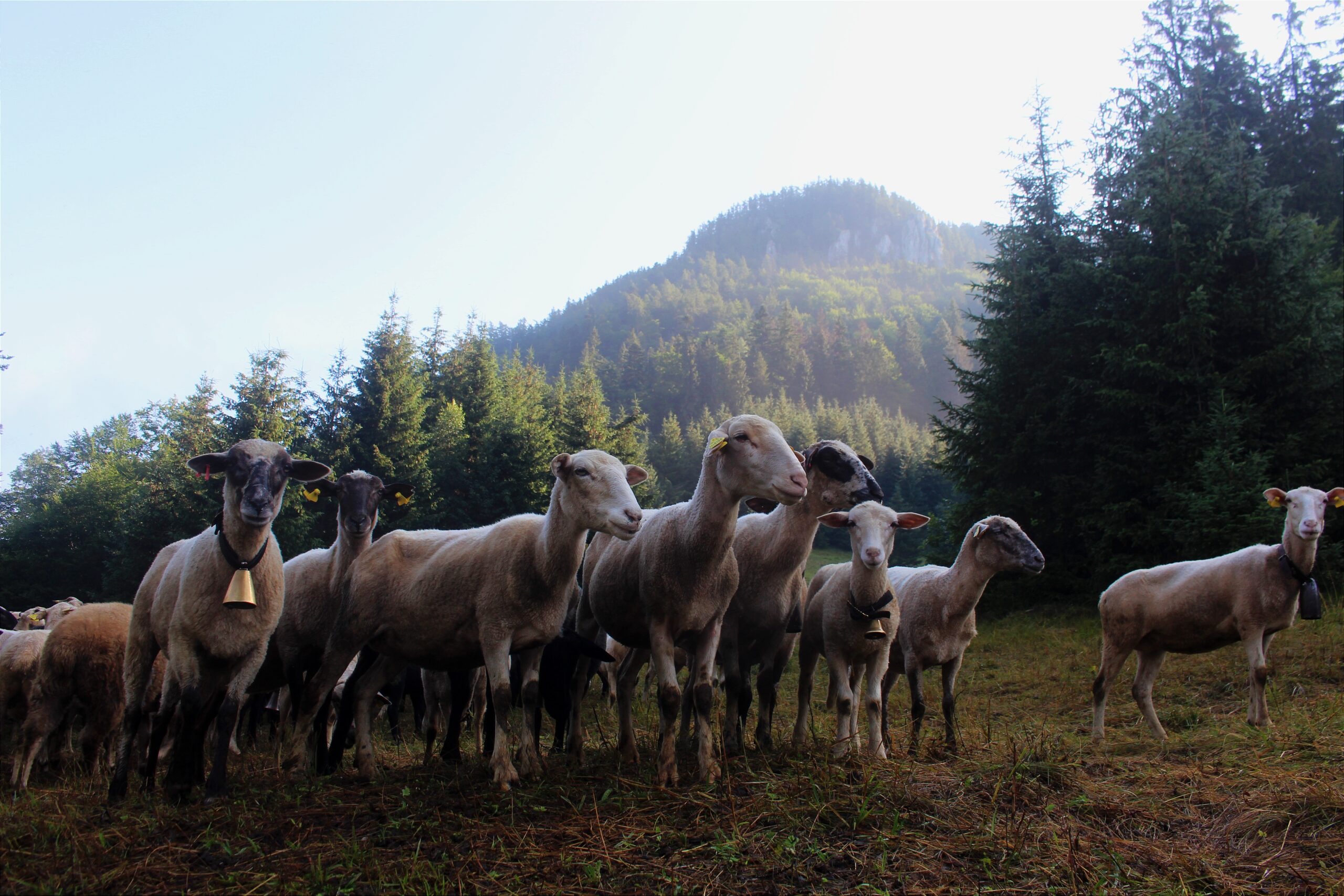 Jakub Korytiak_Muránska planina_pastva